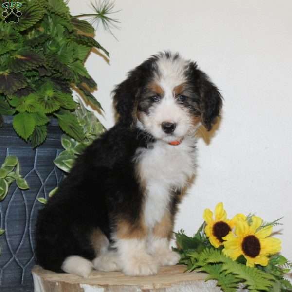 Summer, Bernedoodle Puppy